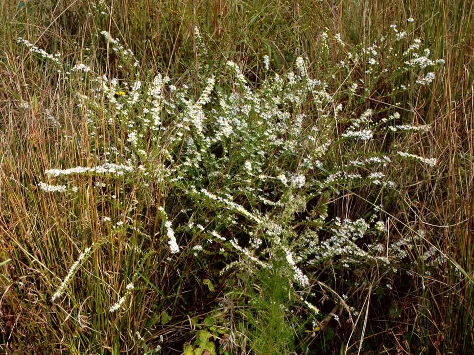 Symphyotrichum racemosum 11627 NC