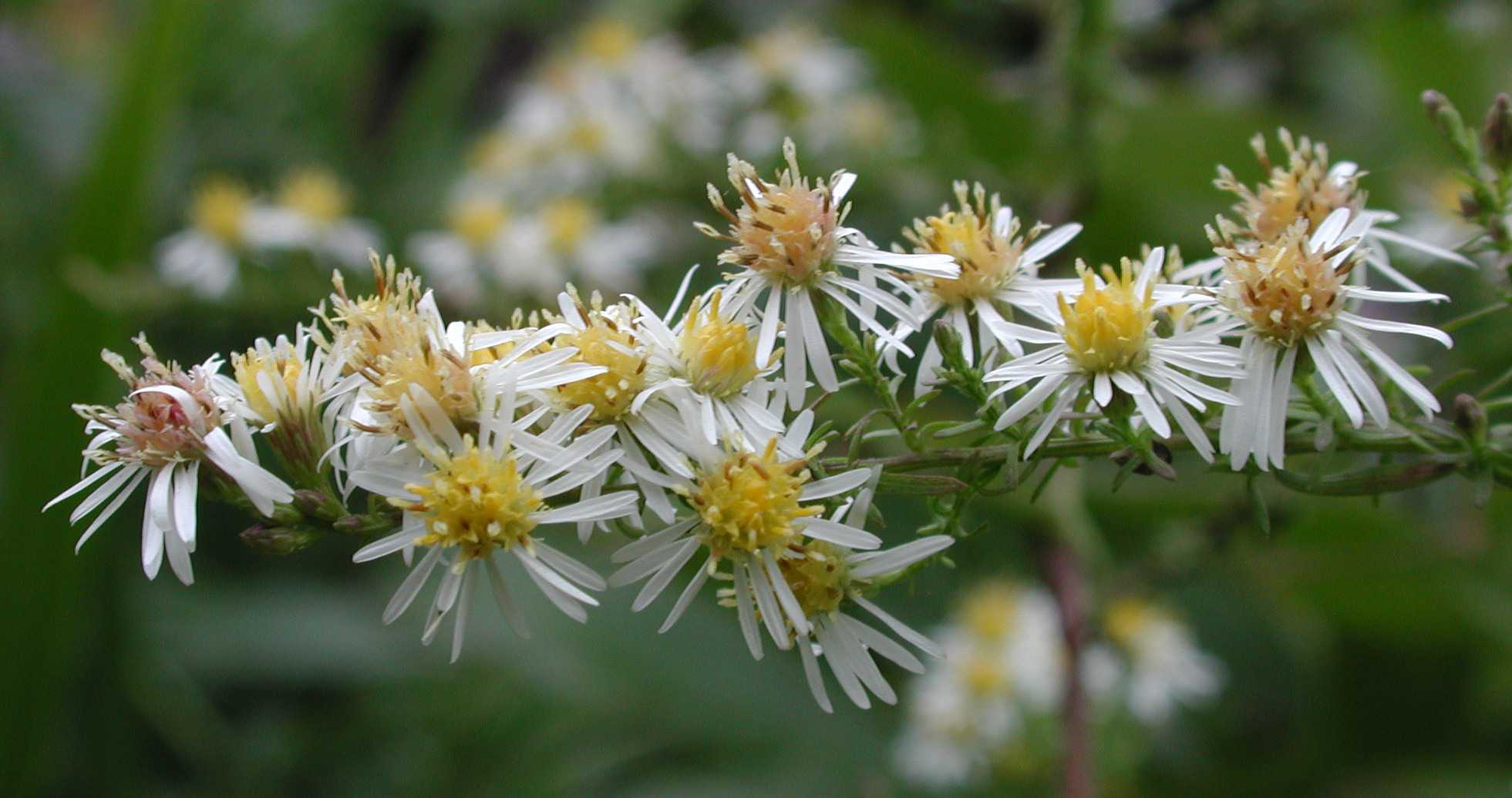 Symphyotrichum racemosum cult. Golden Spray hds