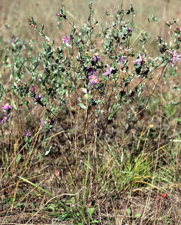 Symphyotrichum sericeum, 5069, Wisconsin