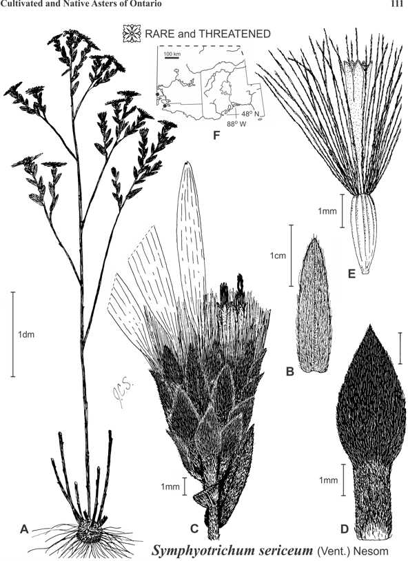 Symphyotrichum sericeum, Fig 55, Semple et al 2002, Asters of Ontario