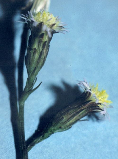 Symphyotrichum subulatum S 3860 hds