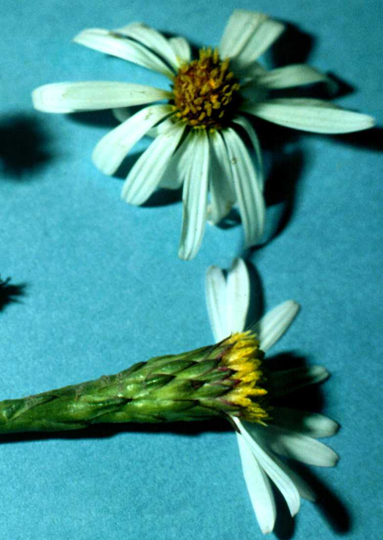 Symphyotrichum tenuifolium tenuifolium hds