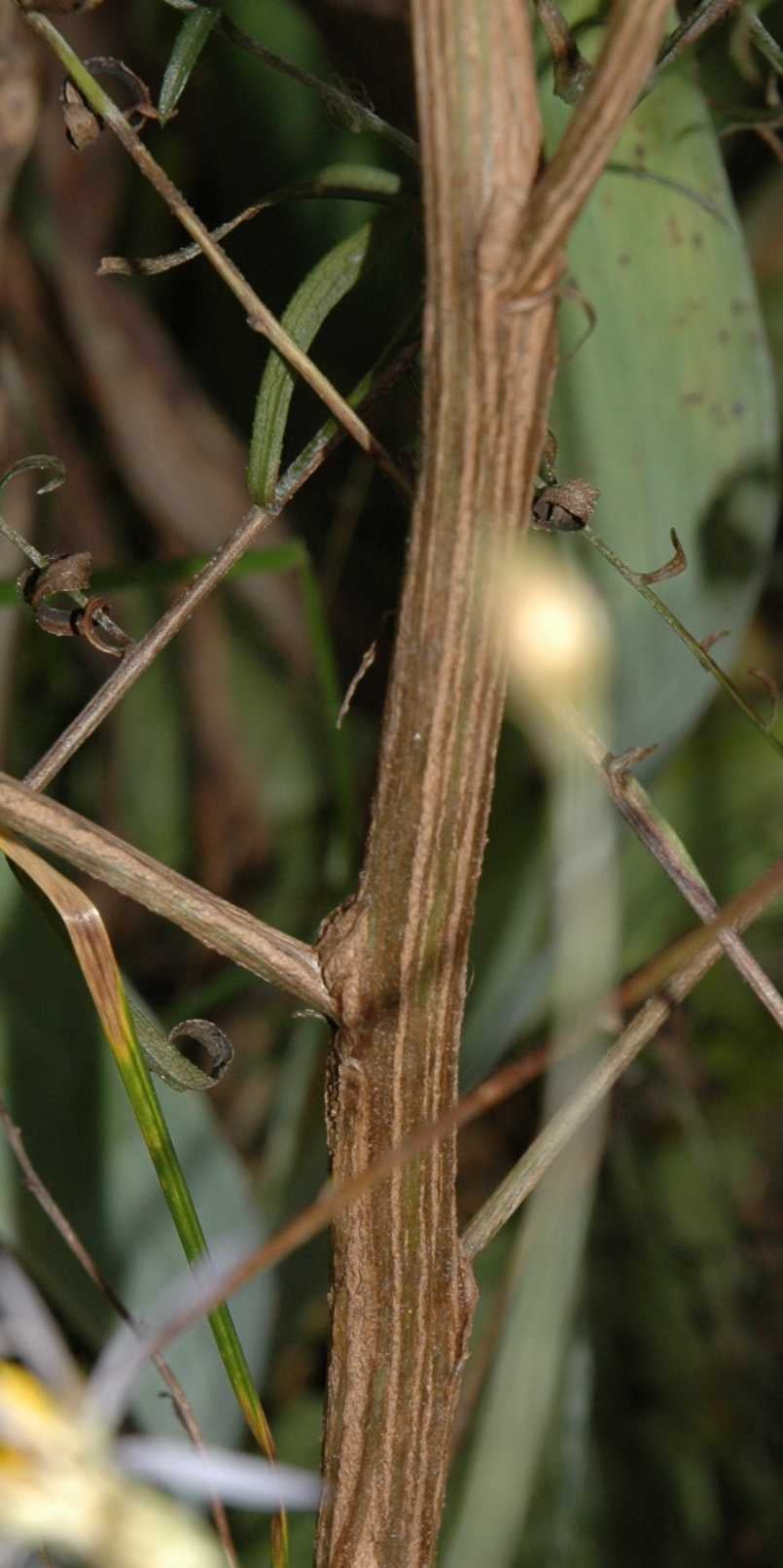 Symphyotrichum turbinellum S 4793 stem