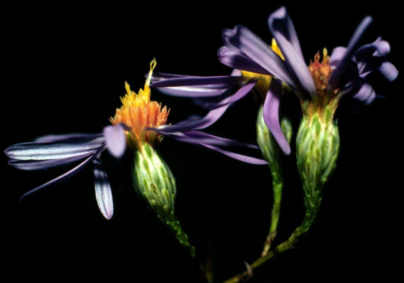Symphyotrichum turbinellum hds S 2749