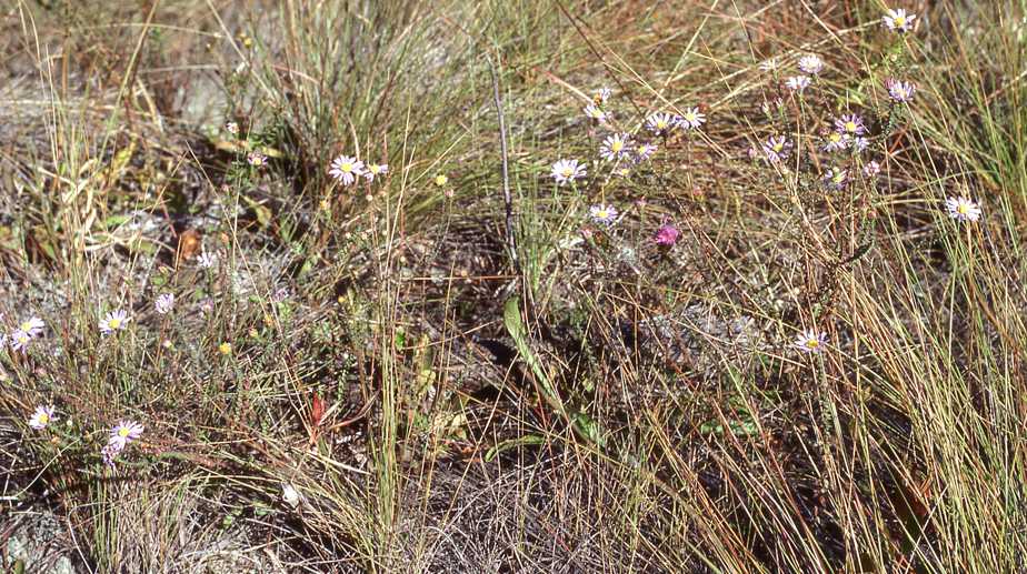 Symphyotrichum walteri, habitat, 6062, Harnet Co., North Carolina