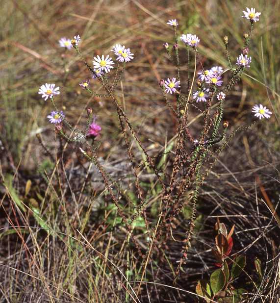 Symphyotrichum walteri, 6062, Harnet Co., North Carolina