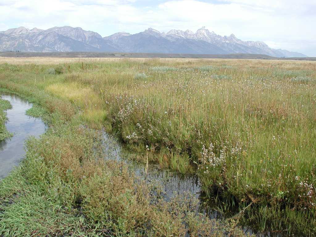 Symphyotrichum welshii 11279 hab WY