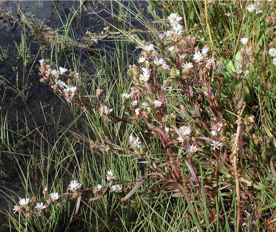 Symphyotrichum welshii shoots 11279 WY