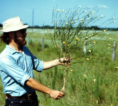 JCS holding large plant