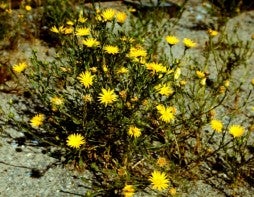 Xanthisma texanum var drummondii
