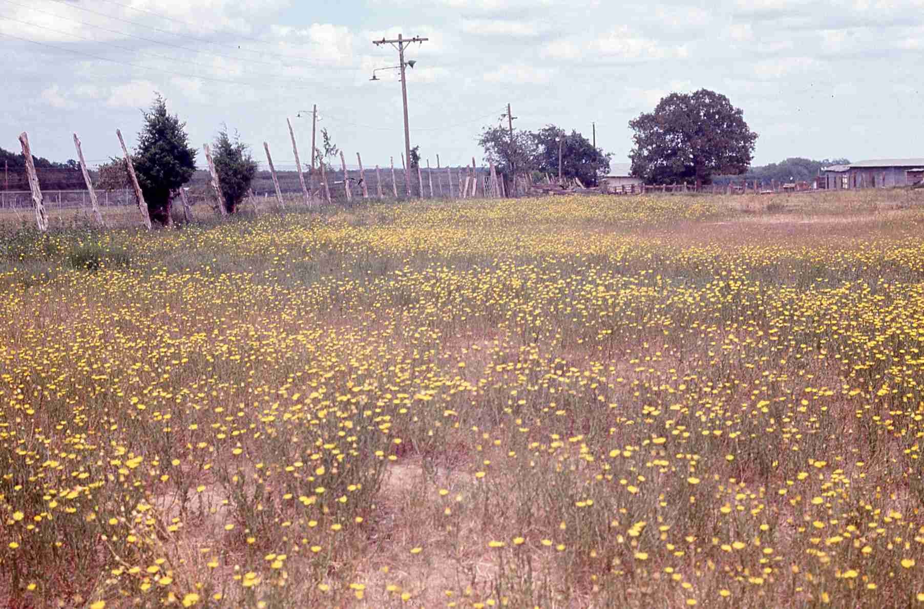 Xanthisma texanum drummondii S 625 TX