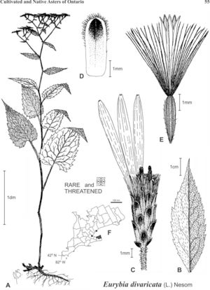 Eurbia divaricata Fig 26 Semple et al. 2002