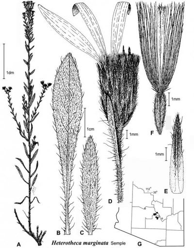 Heterotheca marginata fig-32 semple 1996