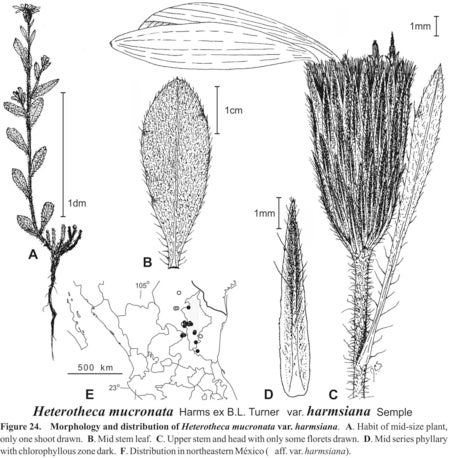 Heterotheca mucronata var harmsiana Fig 24 Semple 1996