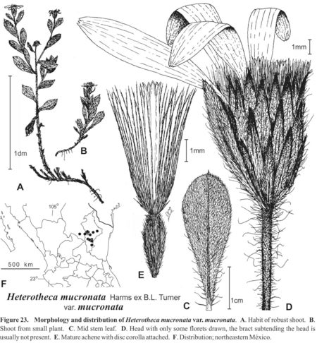 Heterotheca mucronata var mucronata Fig 23 Semple 1996