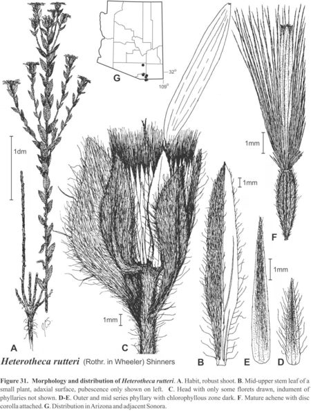 Heterotheca rutteri fig-31 semple 1996