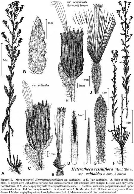 Heterotheca sessilifolia ssp echioides fig-17 semple 1996