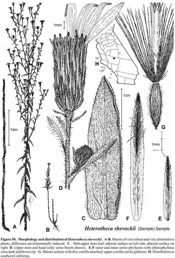 Heterotheca shevockii fig-50semple 1996