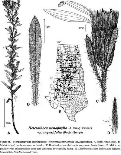 Heterotheca stenophylla var angustifolia fig-35 semple 1996