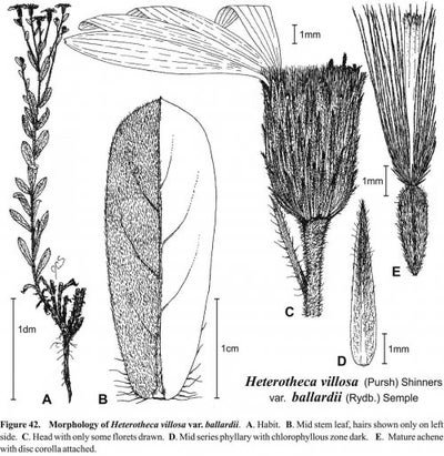 Heterotheca villosa var ballardii fig-42 semple 1996