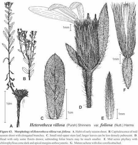 Heterotheca villosa var foliosa Fig 43 Semple (1996)