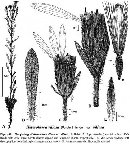 Heterotheca villosa var villosa fig-41 semple 1996