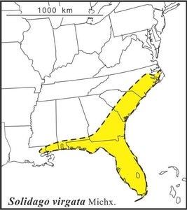 Solidago virgata range Semple draft