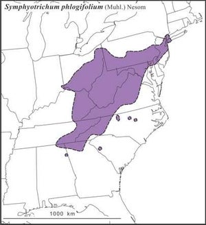 Symphyotrichum phlogifolium range Semple draft