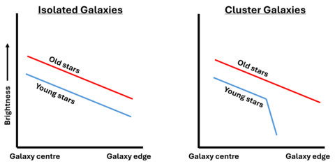 Cartoon showing the brightness profiles of young (blue) and old (red) stars in isolated (left) and cluster (right) galaxies