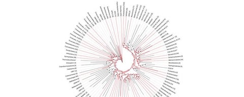 illustration of AnnoTree