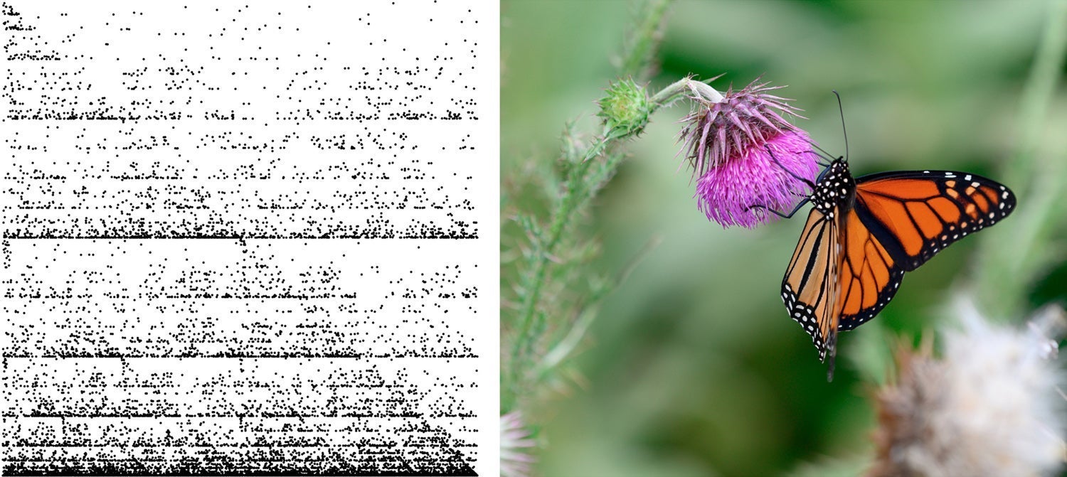 CGR representation of complete mitochondrial genome of the monarch butterfly