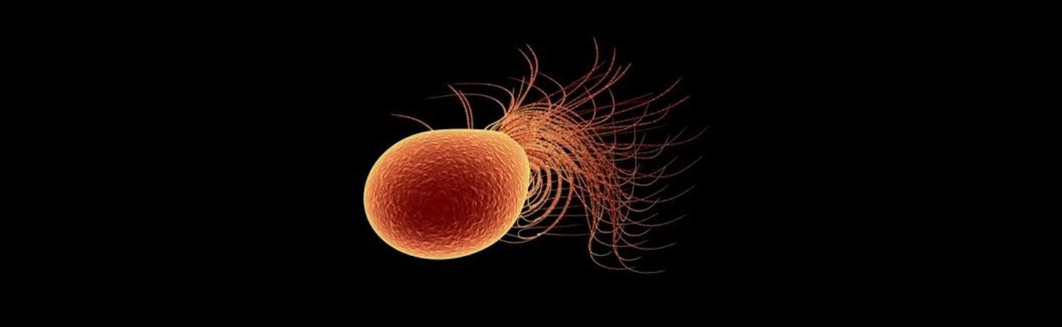 Computer rendering of Pyrococcus furiosus