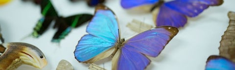 Butterflies in a display case.