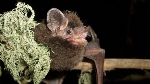 Close up of a bat.