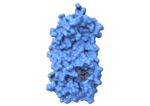 3-d model of a protein.