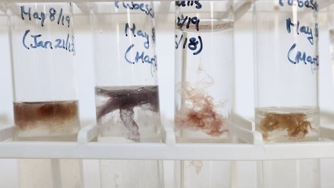 Close up of labeled test tubes.