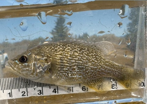 Measuring a fish in a tank. 