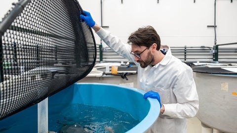 Nicholas Bendo looking into a tank with fish in it as part of his graduate research.