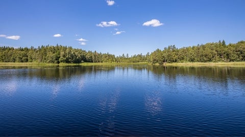 A large lake surrounded by pine trees and a blue sky 