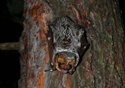 Bat resting on a tree at night.
