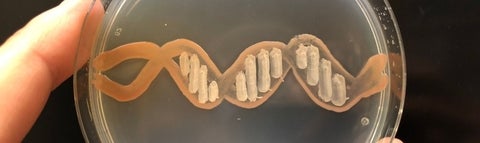 Hand holding up a DNA strand image on a petri dish.