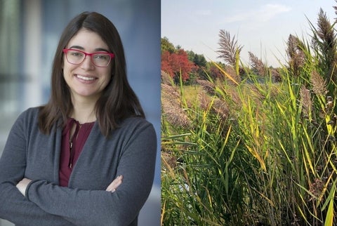 Composite image of Rebecca Rooney and photo of a wetland