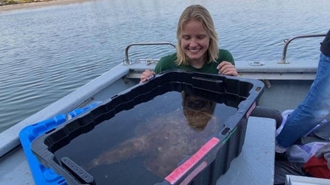 Undergrad Maya Jacewicz looking at a recently caught monk fish.