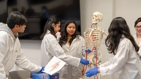 Students studying the human skeleton.