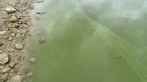 Cyanobacteria in a lake.