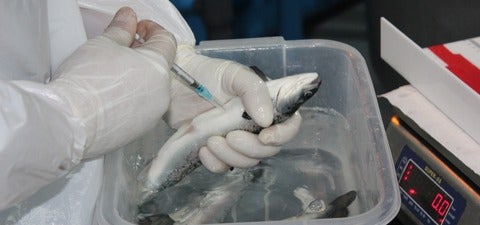 Farmed salmon being vaccinated.