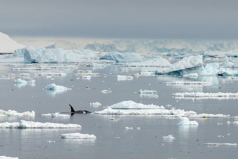 Orca whale swimming amongst floating ice