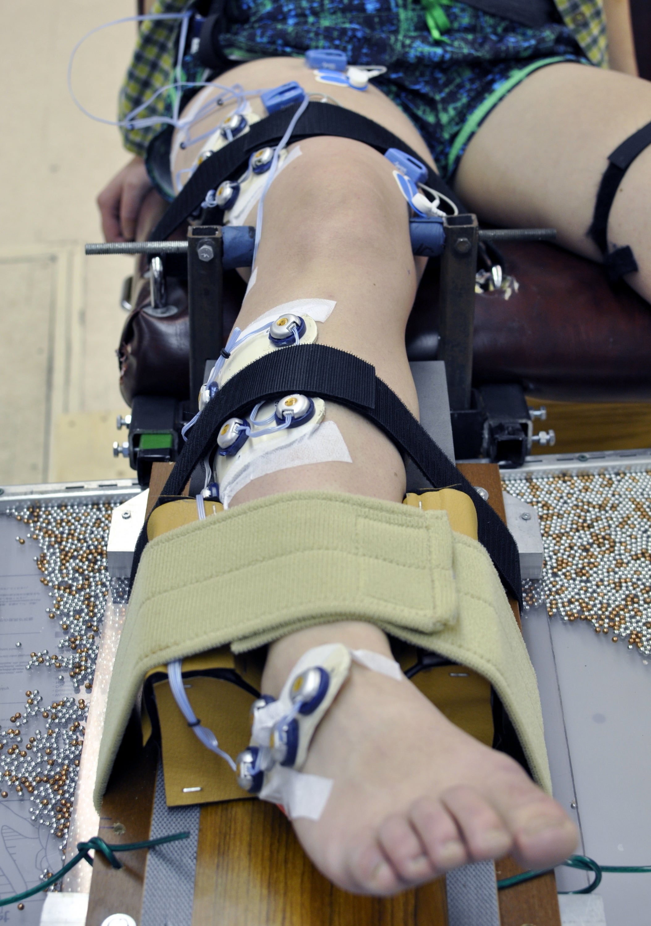 Instrumented lower limb strapped into knee laxity jig 