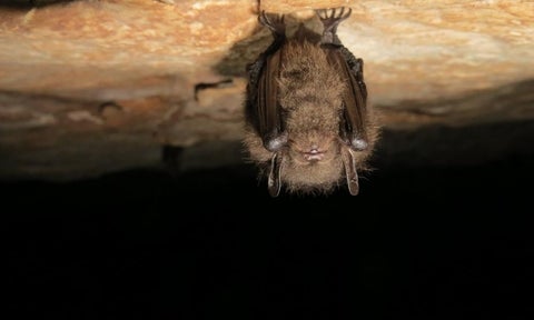 Tri-colored bat (Perimyotis subflavus)