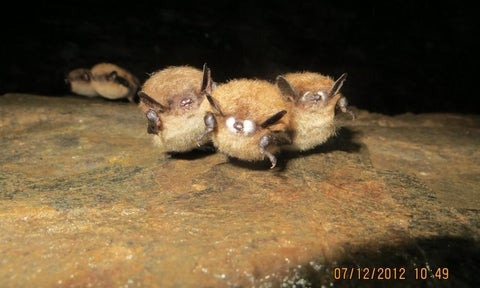 3 bats infected with fungus that causes white nose syndrome
